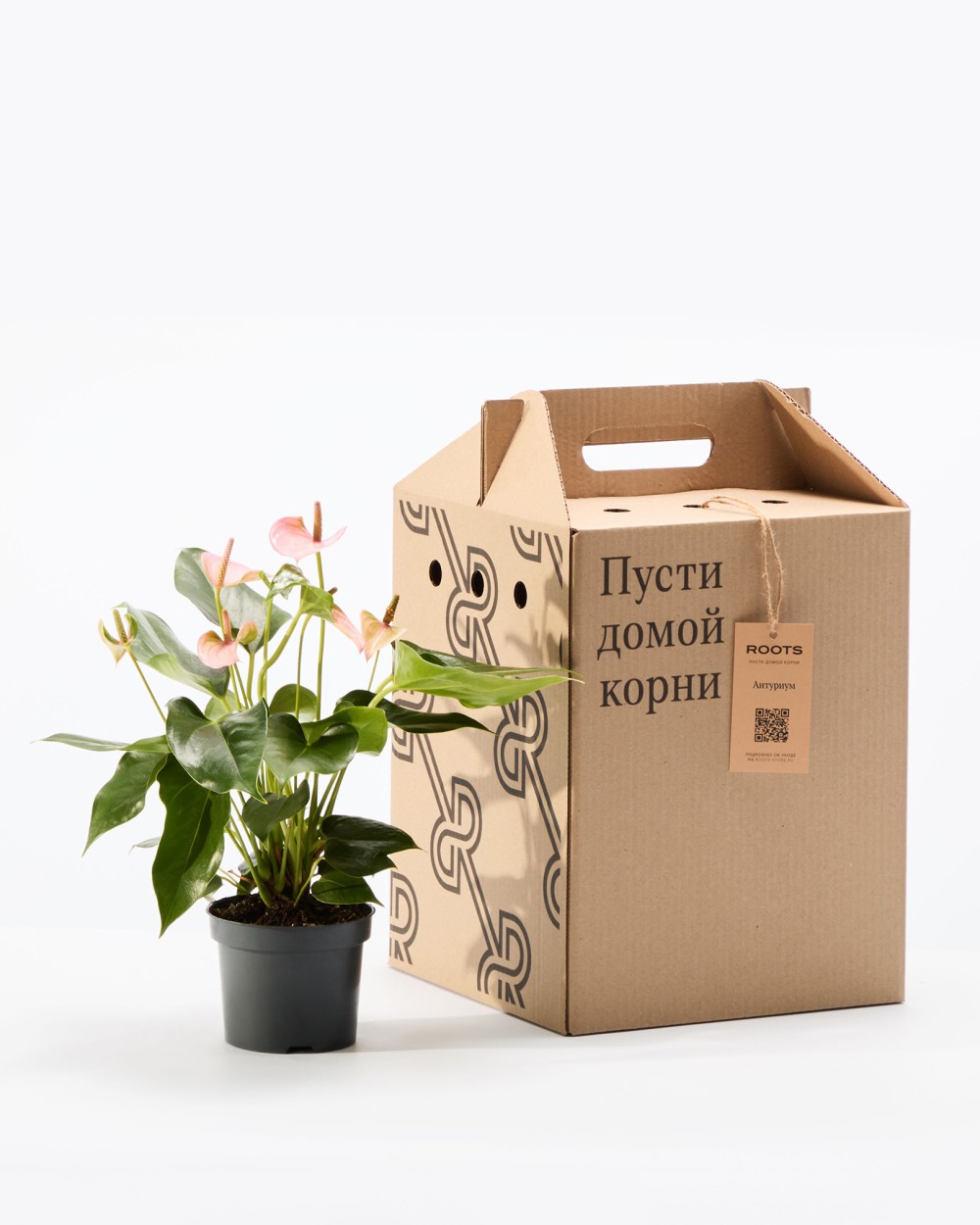 Антуриум Карма Пинк Антуриум Карма Пинк