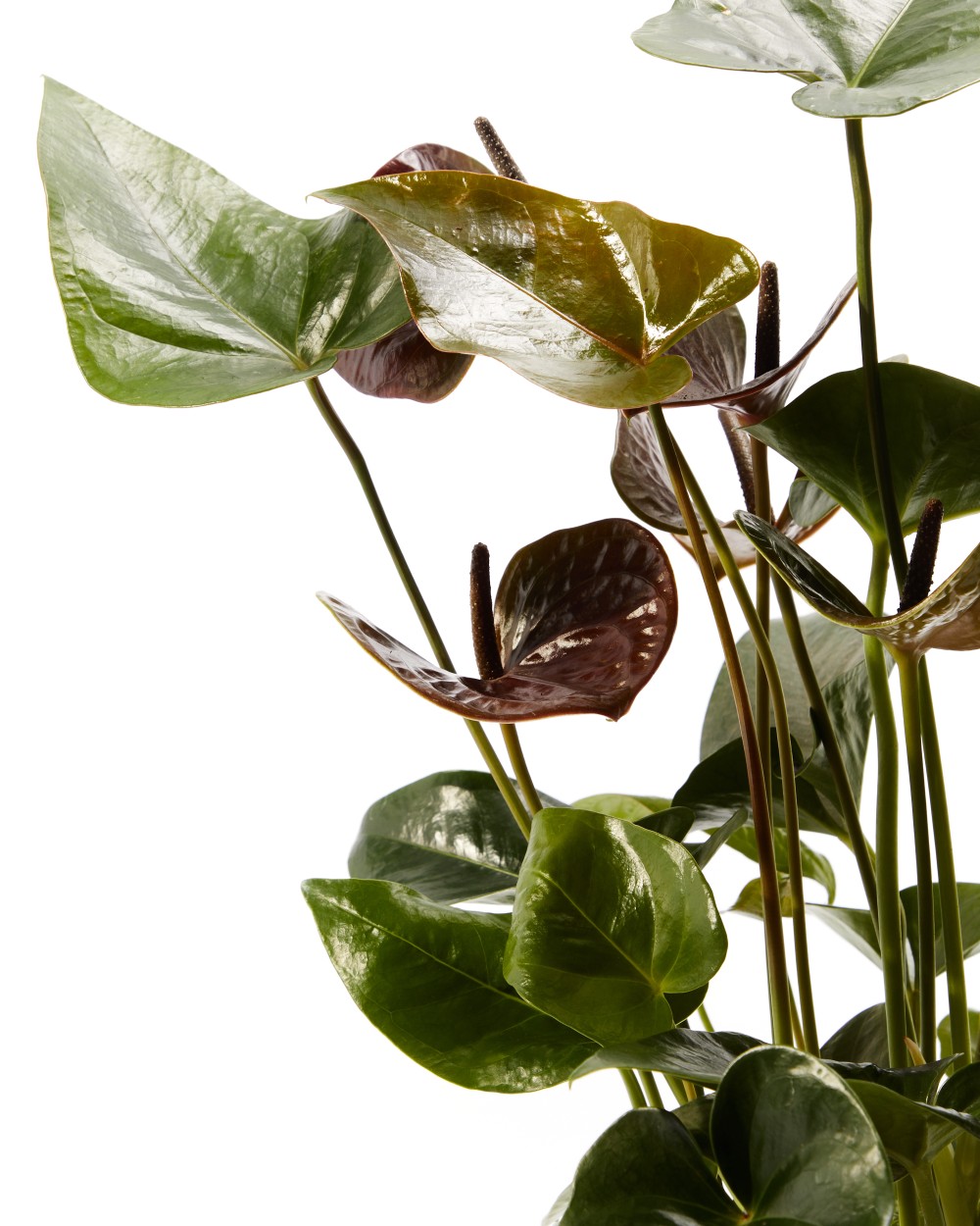 Антуриум Блэк Антуриум Блэк