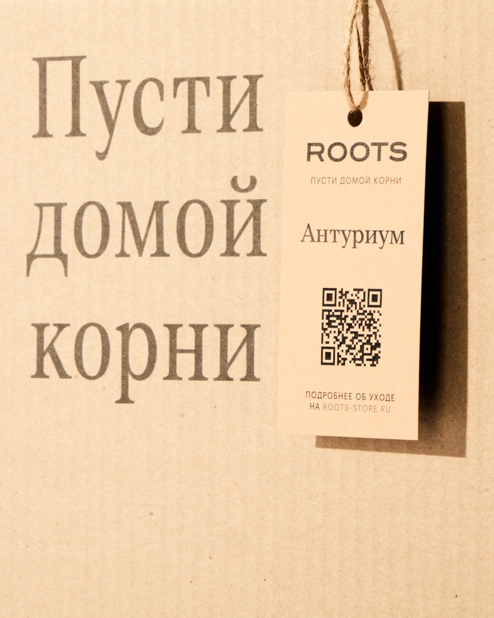 Антуриум Блэк Антуриум Блэк