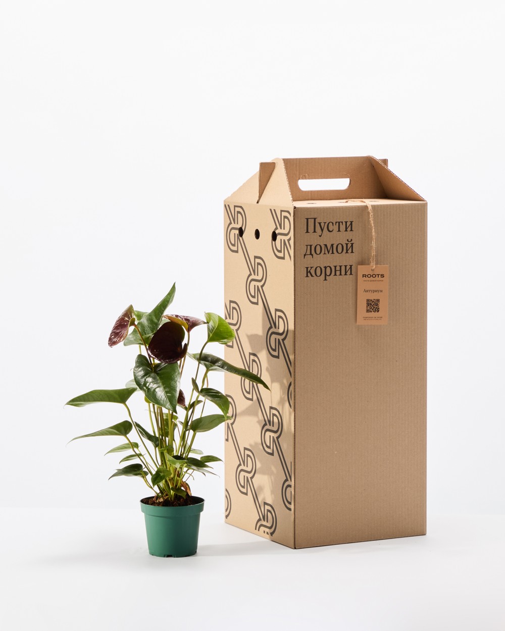 Антуриум Блэк Антуриум Блэк