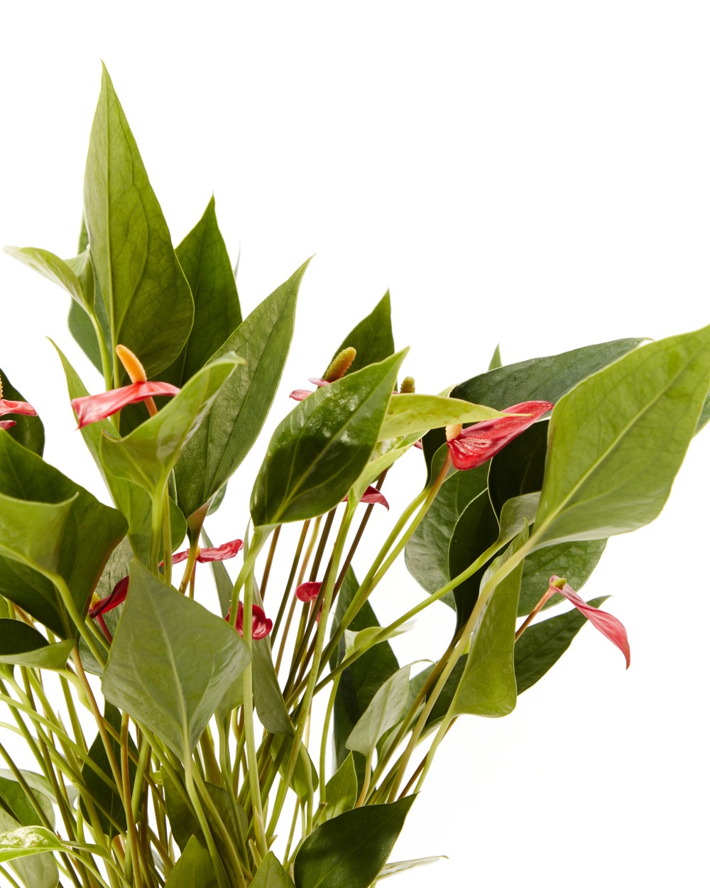 Антуриум Миллион Флауэрс Антуриум Миллион Флауэрс