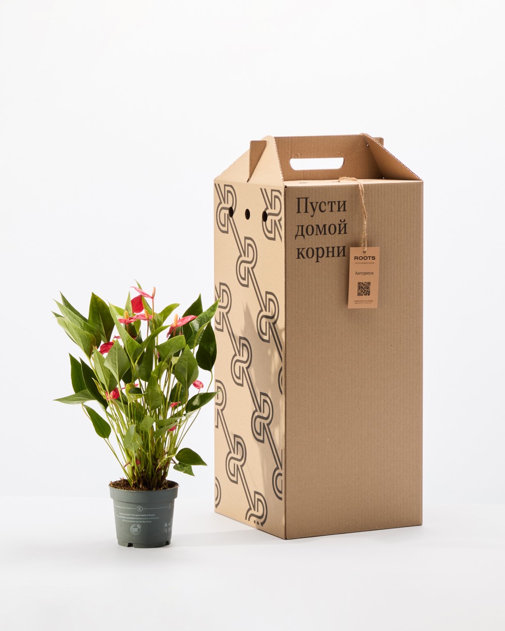 Антуриум Миллион Флауэрс Антуриум Миллион Флауэрс