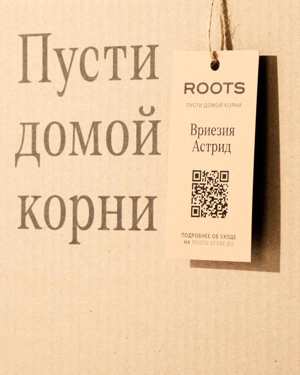 Вриезия Астрид