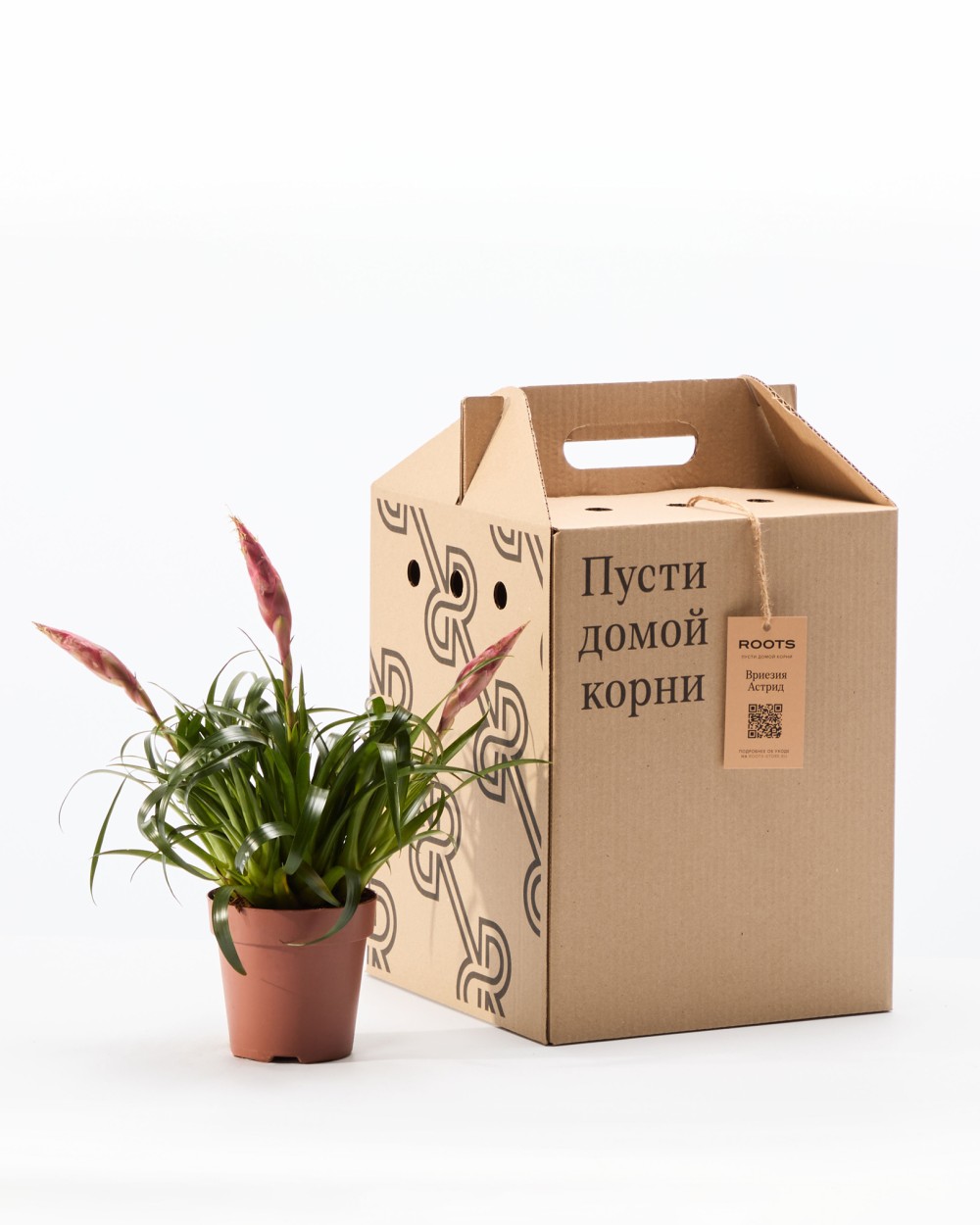 Вриезия Астрид