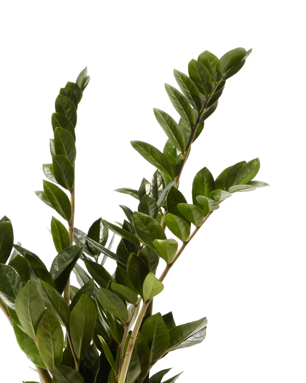 Замиокулькас