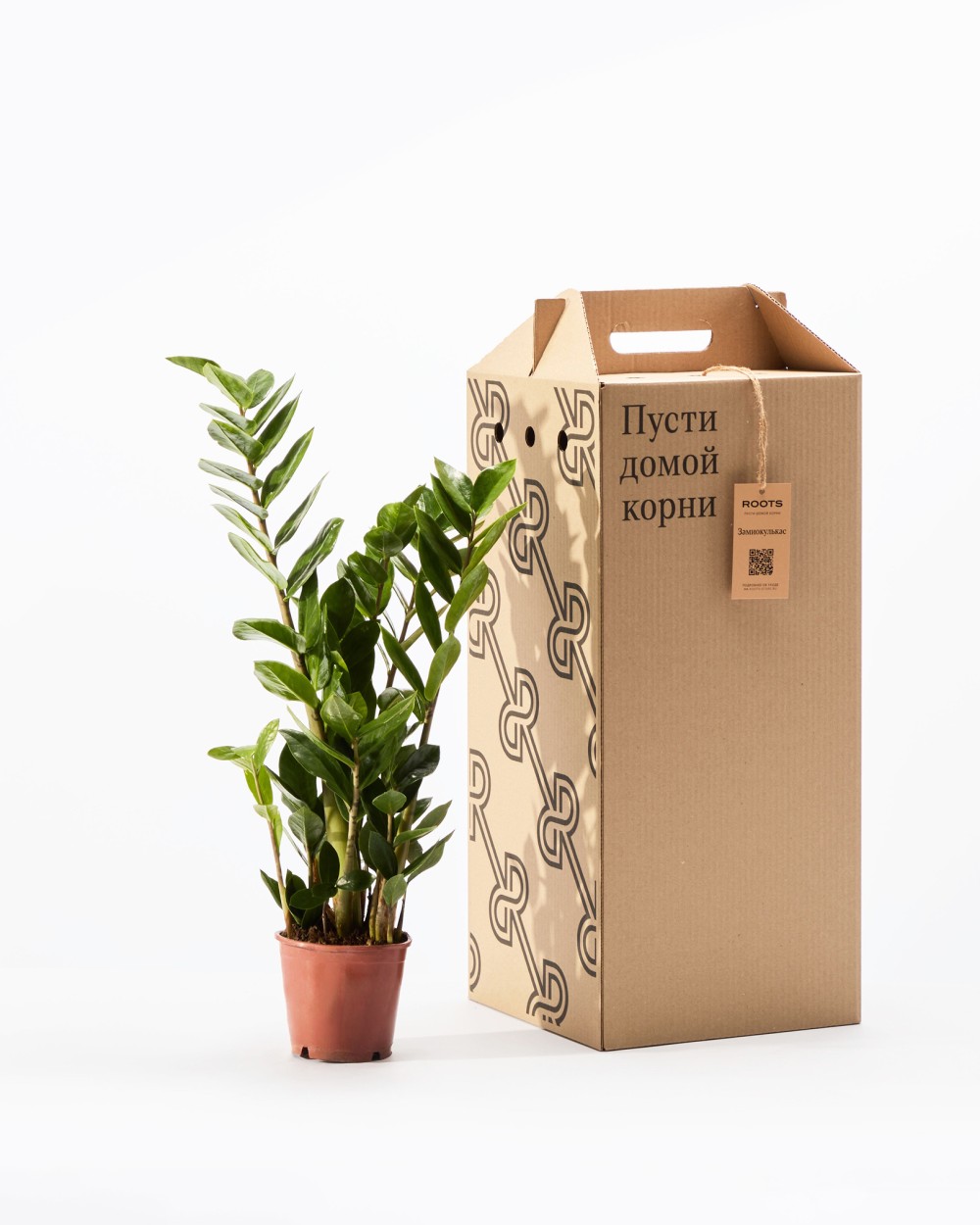 Замиокулькас