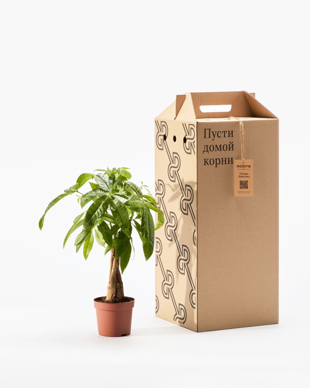 Пахира Акватика 