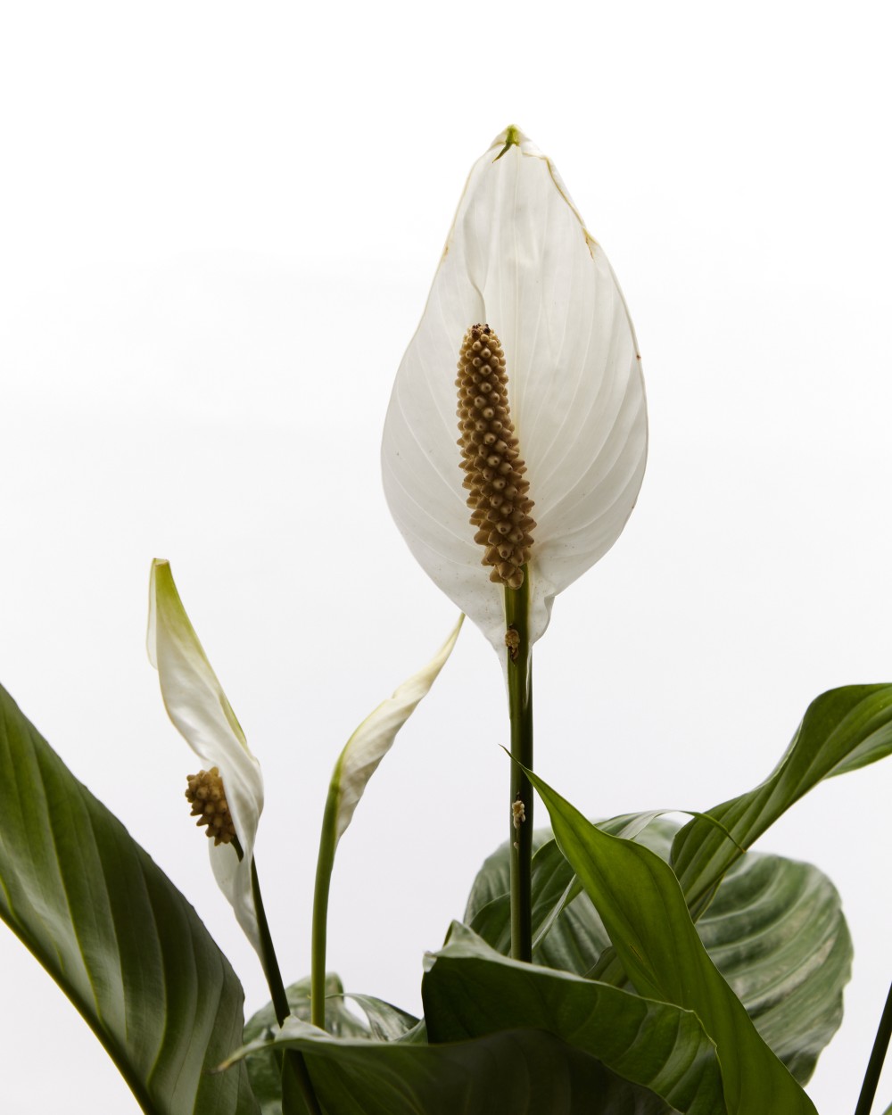 Спатифиллум Свит Чико Спатифиллум Свит Чико