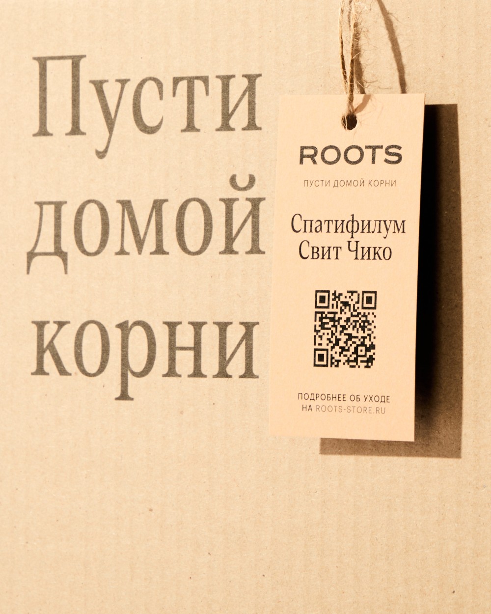 Спатифиллум Свит Чико Спатифиллум Свит Чико