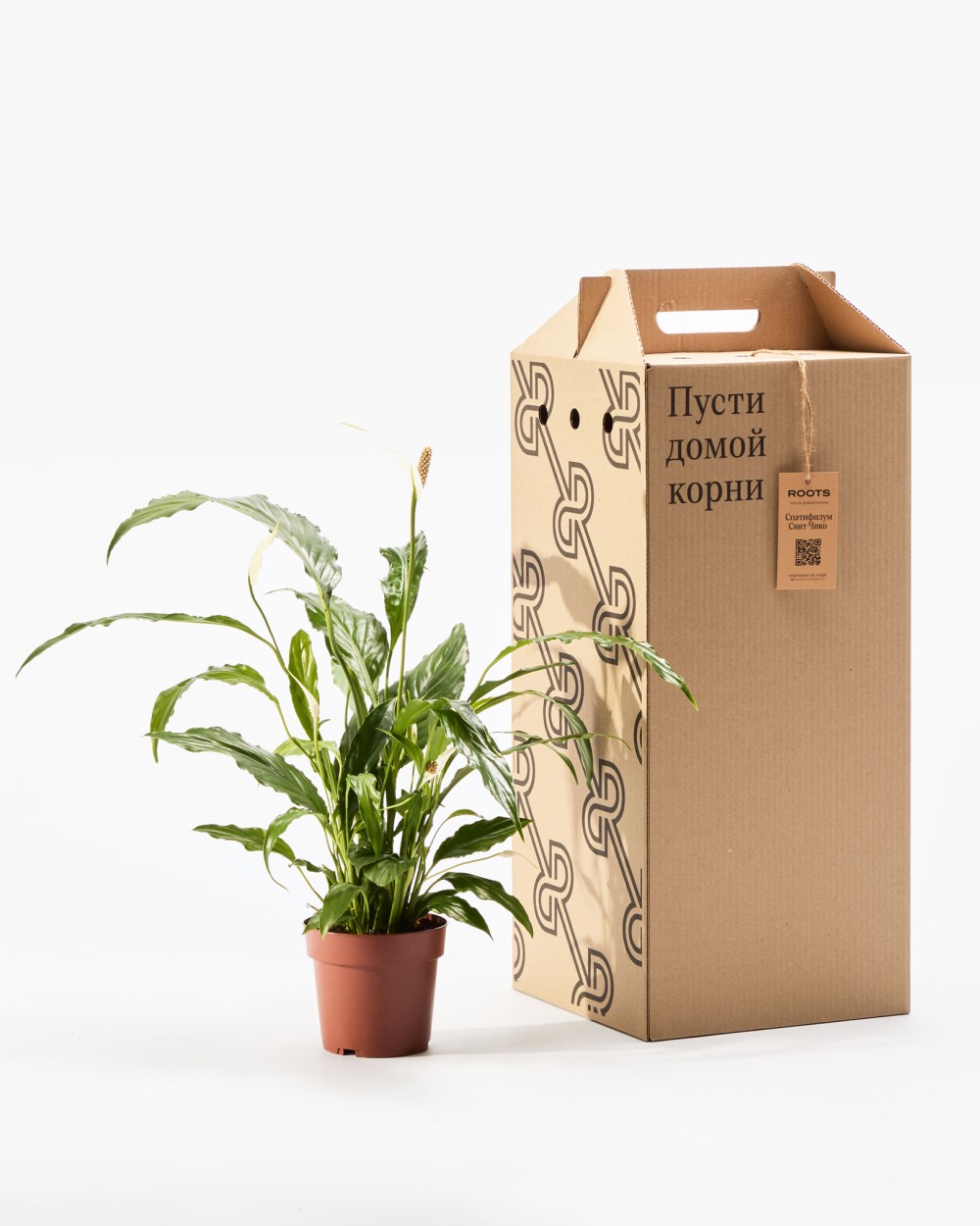 Спатифиллум Свит Чико Спатифиллум Свит Чико