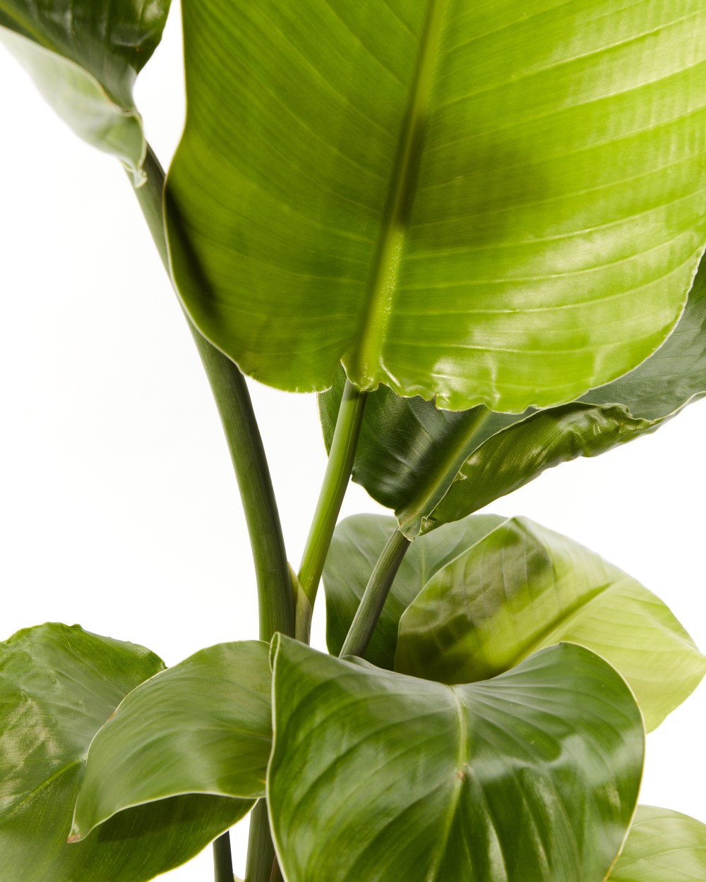 Стрелиция Николая