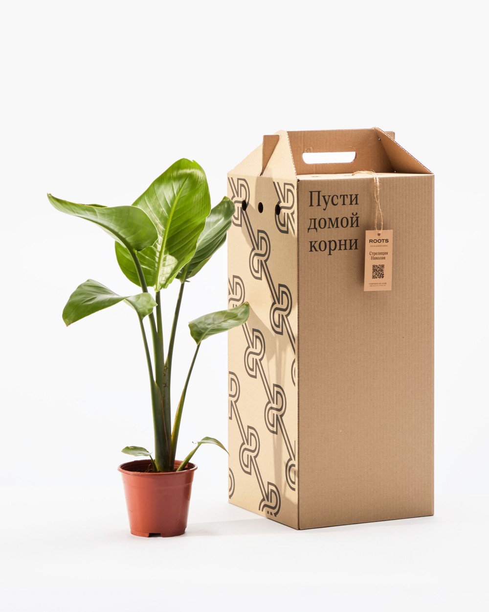 Стрелиция Николая