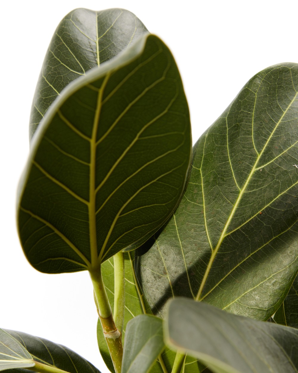 Фикус бенгальский Фикус бенгальский