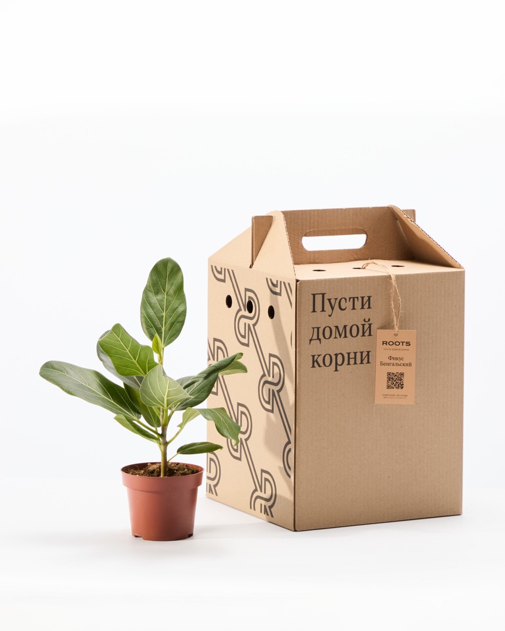 Фикус бенгальский Фикус бенгальский