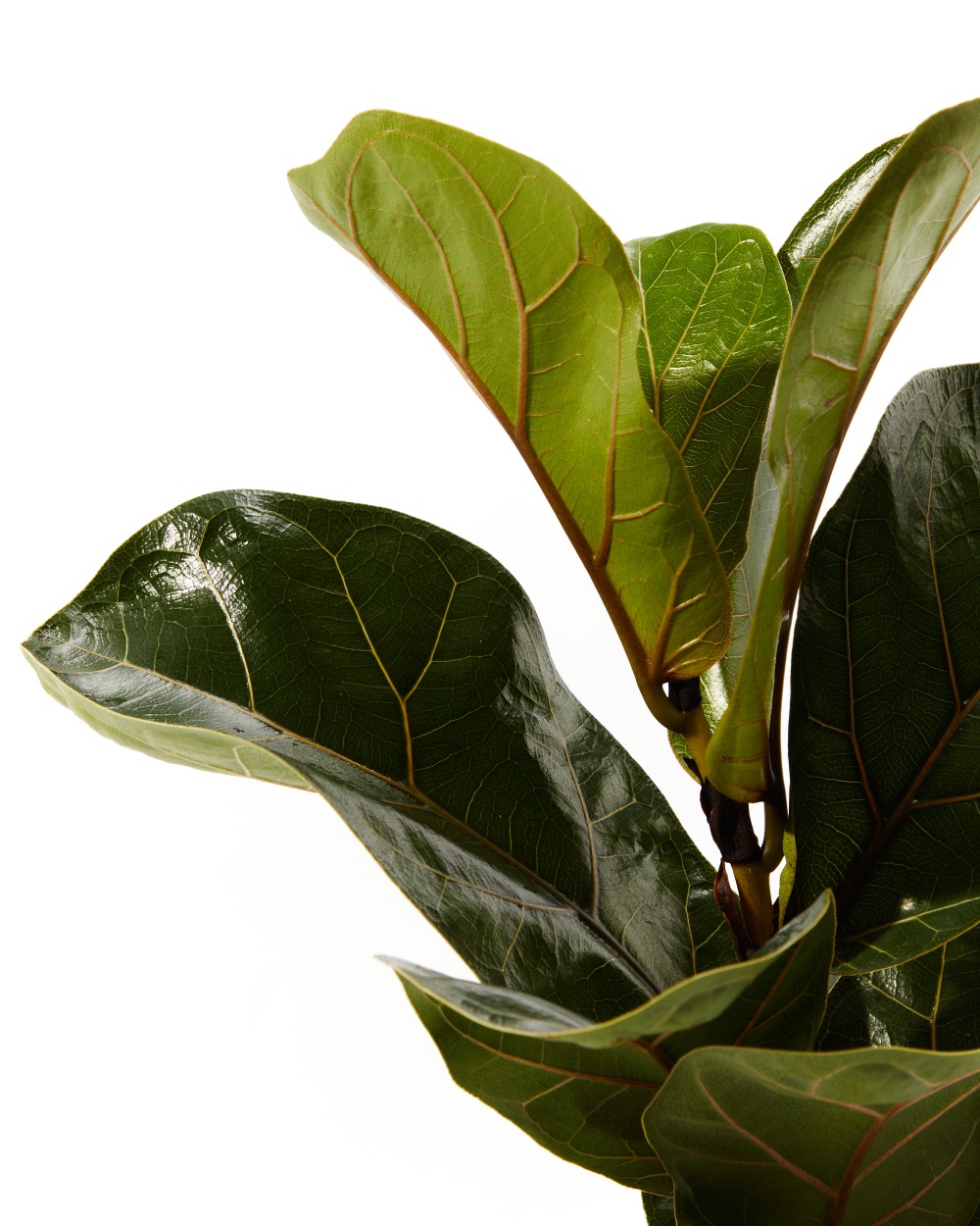 Фикус Лирата