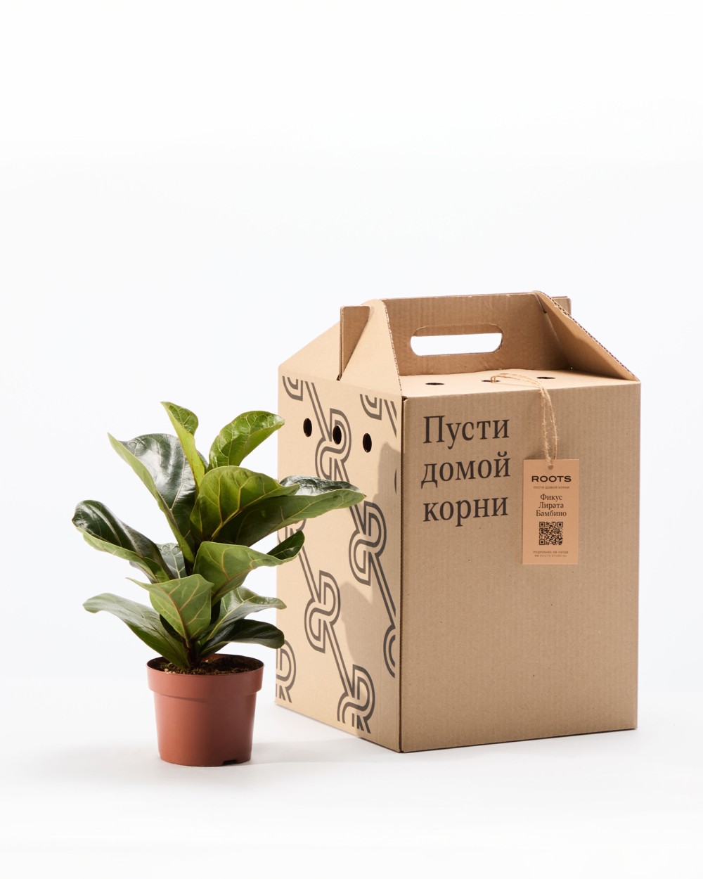 Фикус Лирата