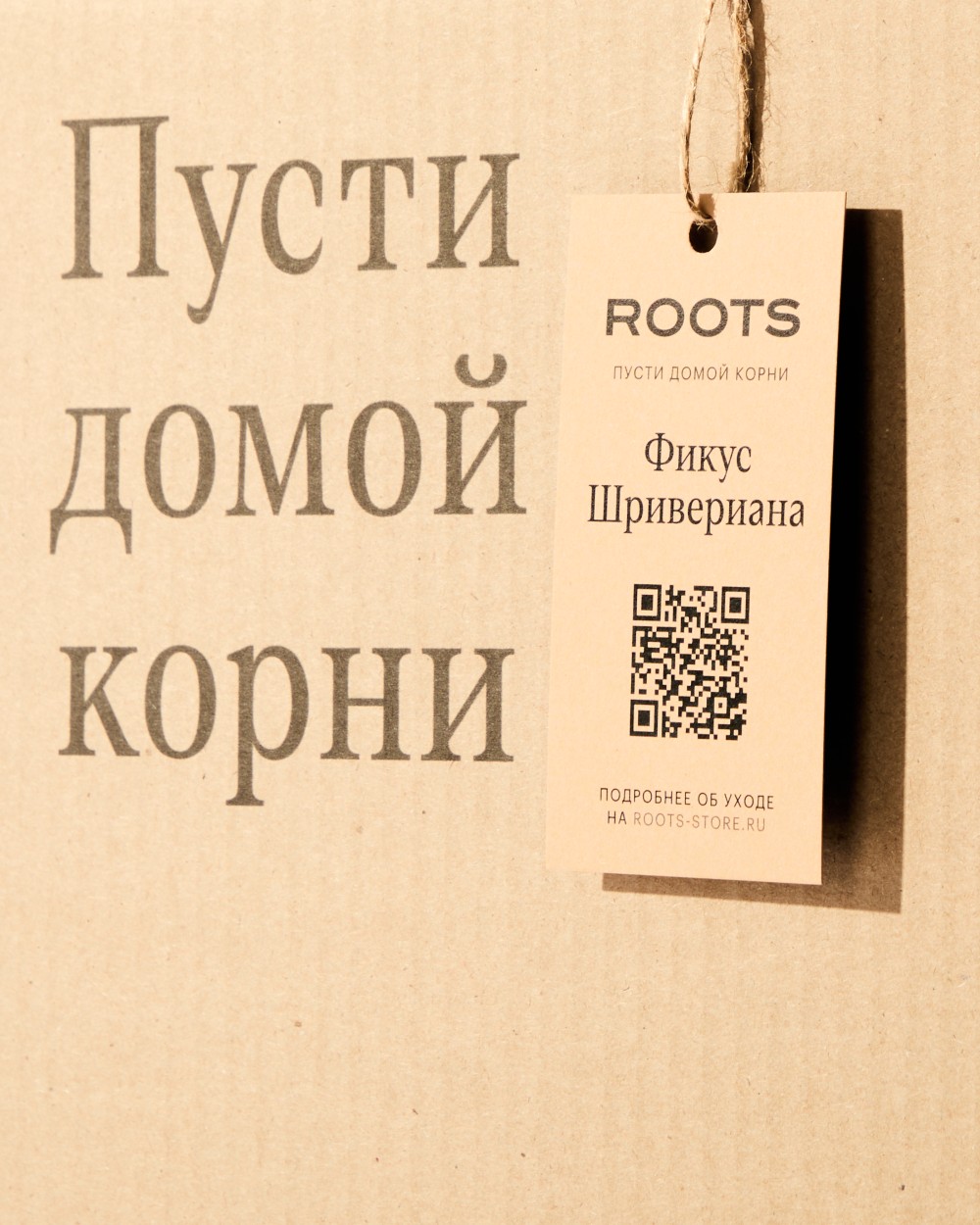 Фикус Шривериана