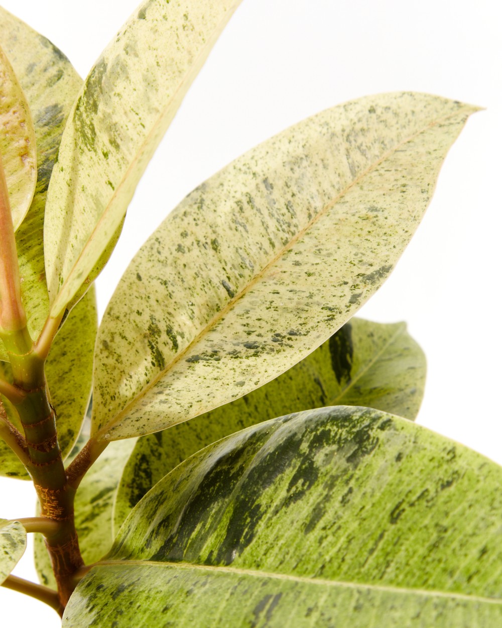 Фикус Шривериана