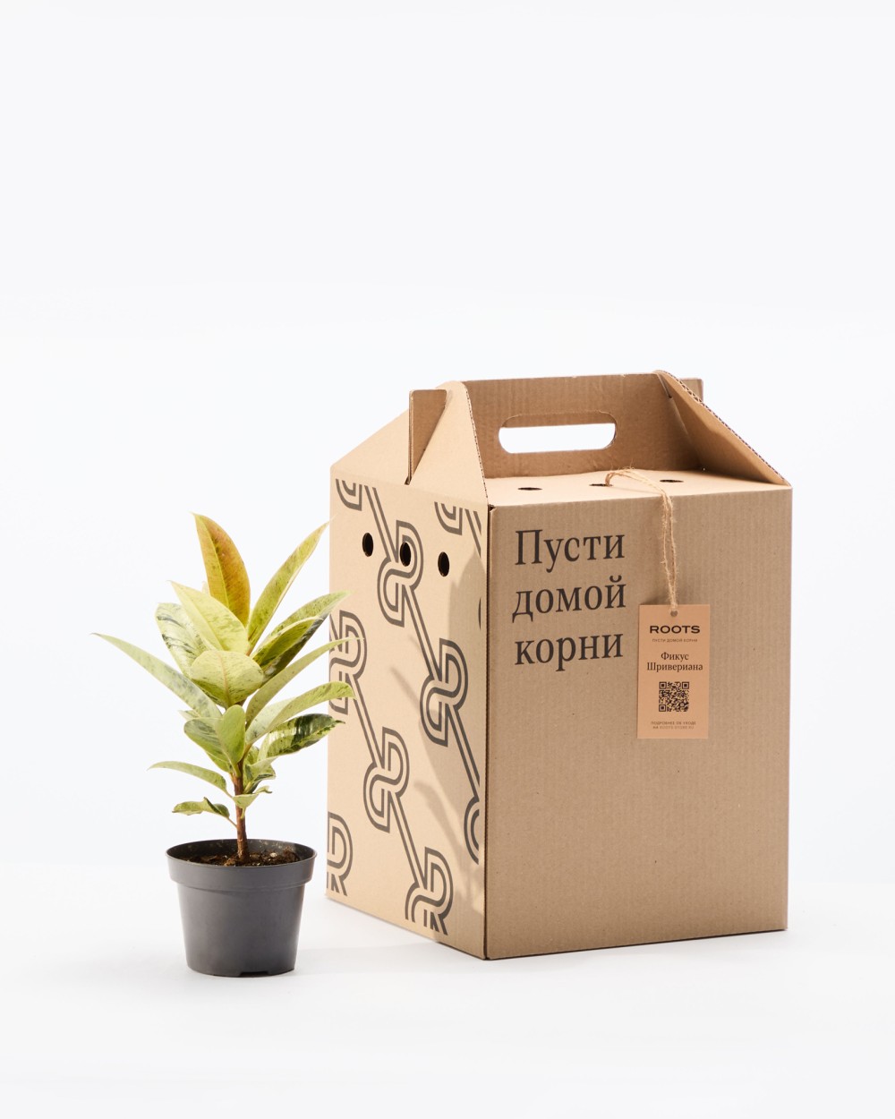 Фикус Шривериана