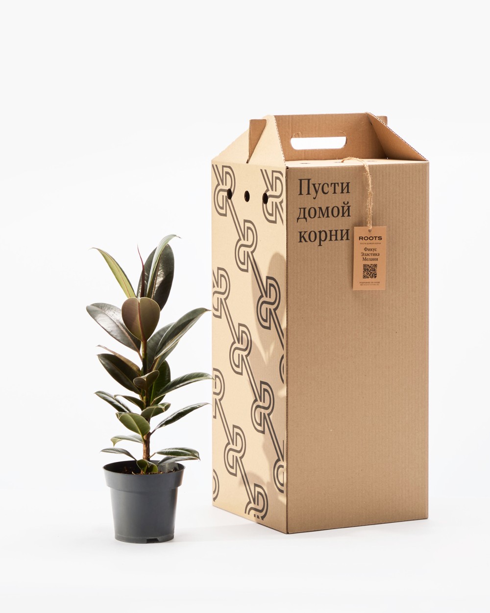 Фикус Эластика Мелани