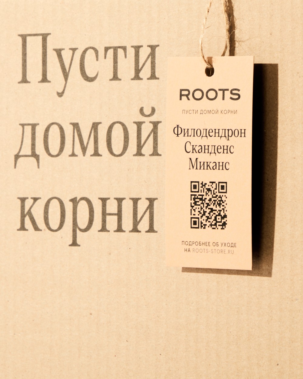 Филодендрон Скаденс Миканс Филодендрон Скаденс Миканс