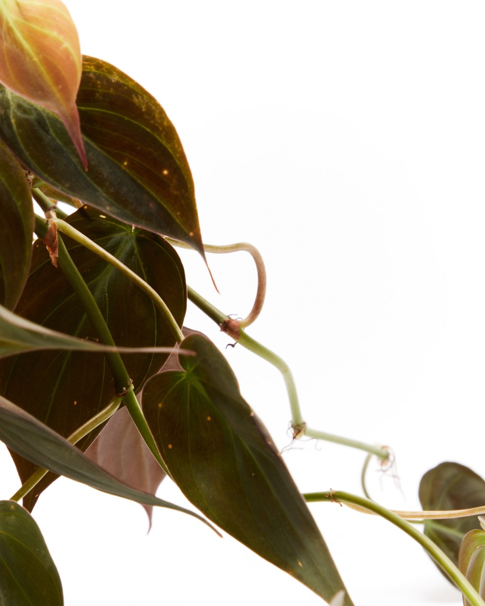 Филодендрон Скаденс Миканс Филодендрон Скаденс Миканс