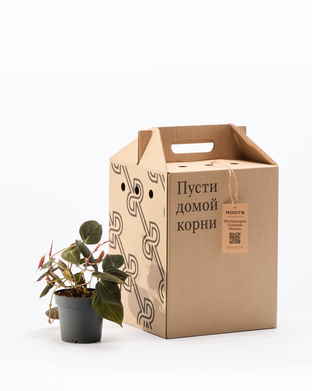 Филодендрон Скаденс Миканс Филодендрон Скаденс Миканс