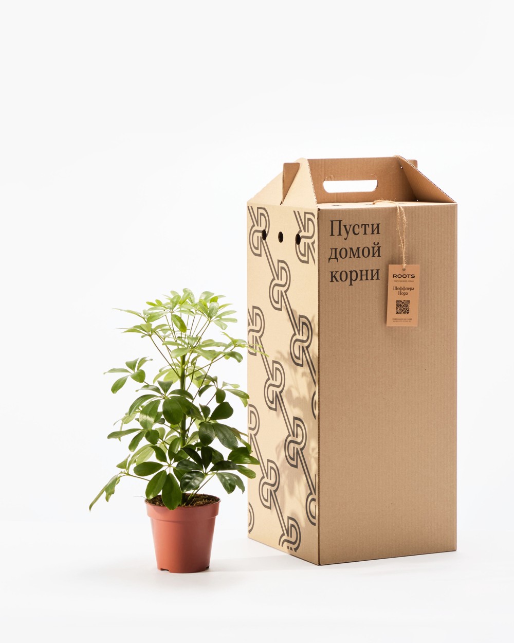 Шеффлера Нора Шеффлера Нора