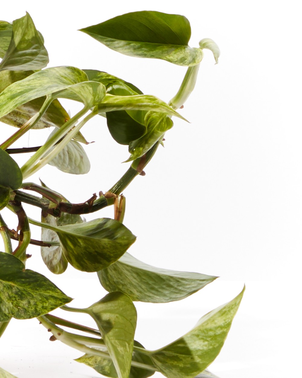 Эпипремнум Марбл Квин диаметр 12