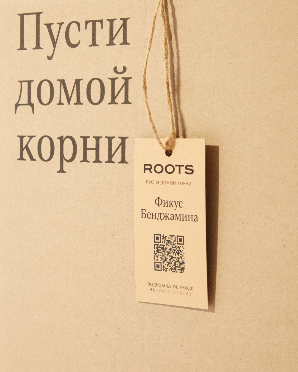 Фикус Бенджамина Фикус Бенджамина