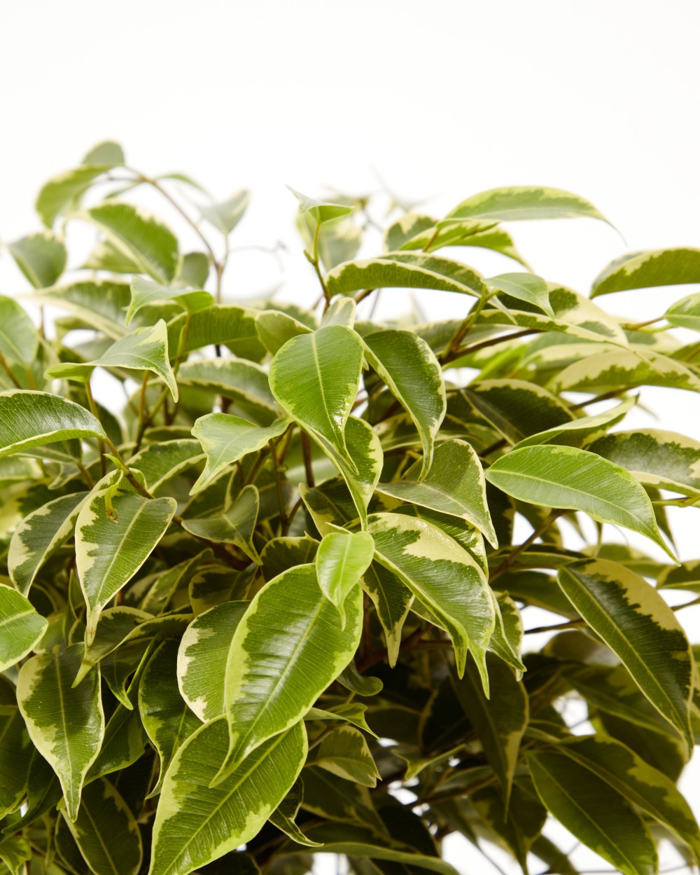 Фикус Бенджамина Фикус Бенджамина