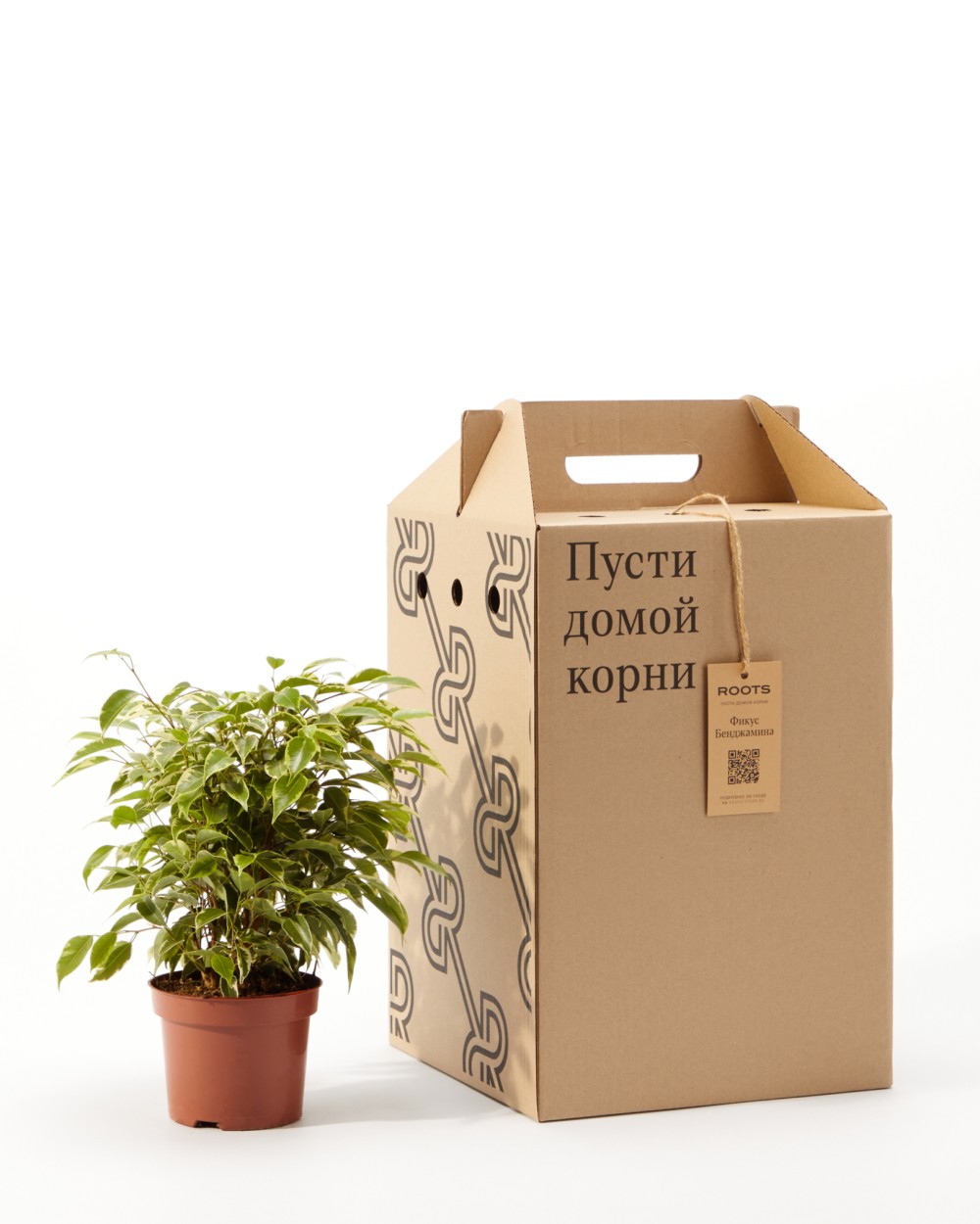 Фикус Бенджамина Фикус Бенджамина