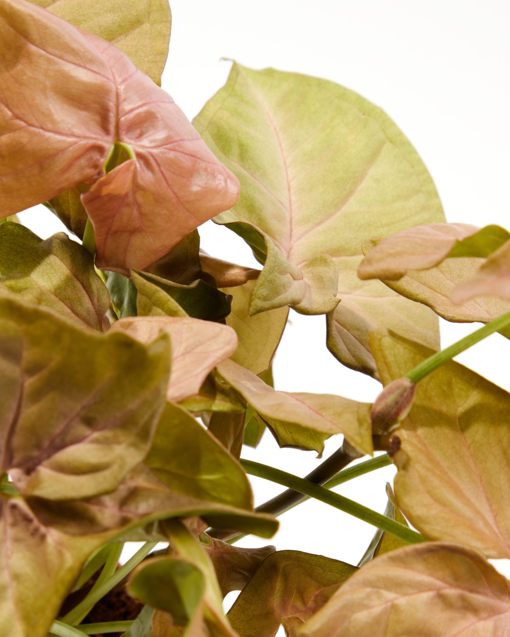 Сингониум Ред Харт Сингониум Ред Харт