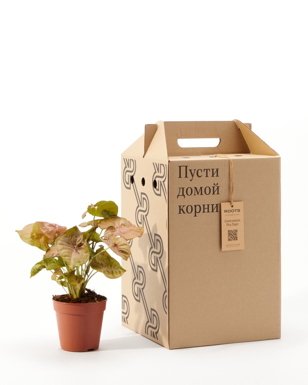 Сингониум Ред Харт Сингониум Ред Харт