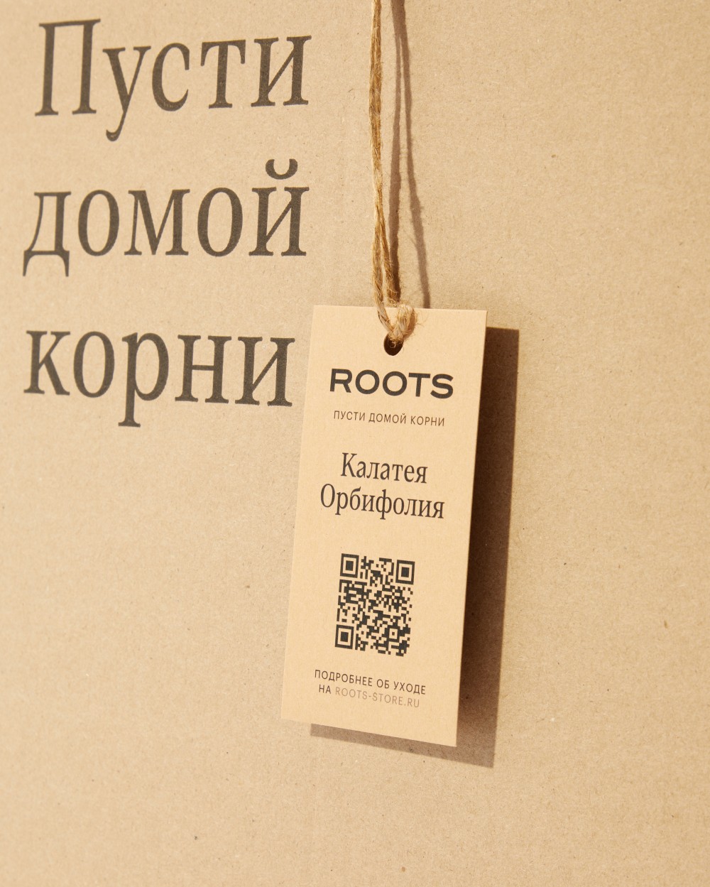 Калатея Орбифолия Калатея Орбифолия