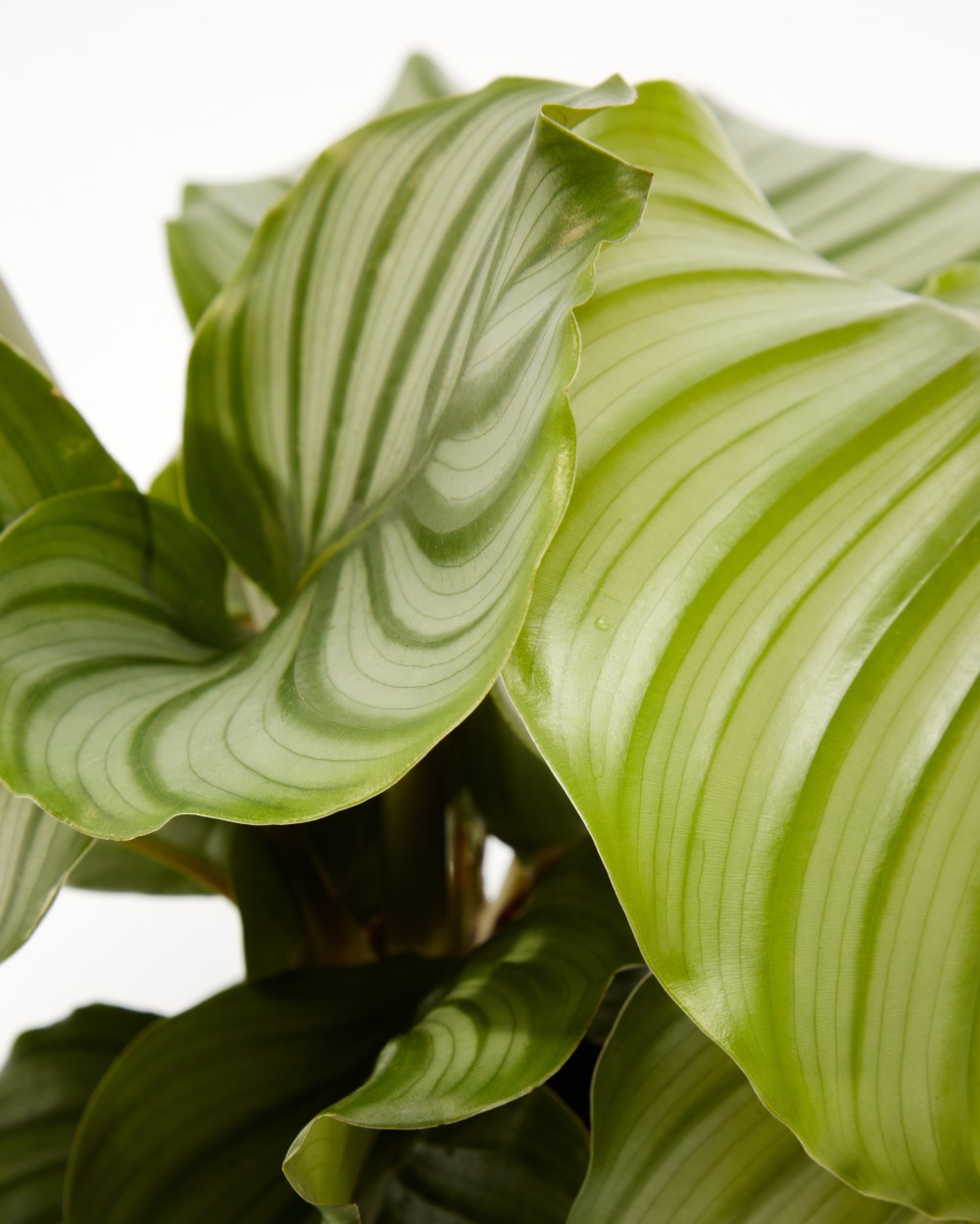 Калатея Орбифолия Калатея Орбифолия