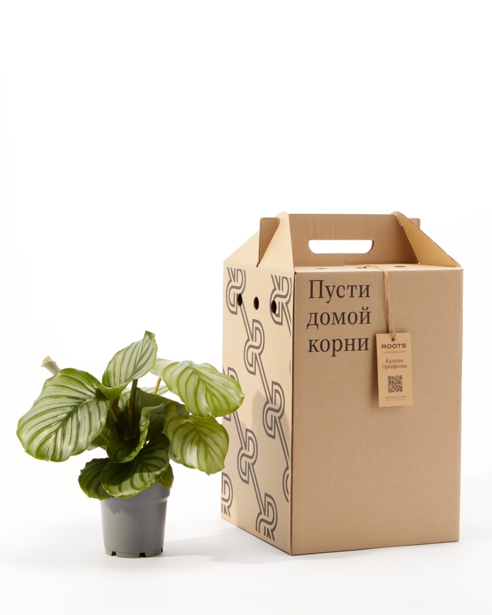 Калатея Орбифолия Калатея Орбифолия