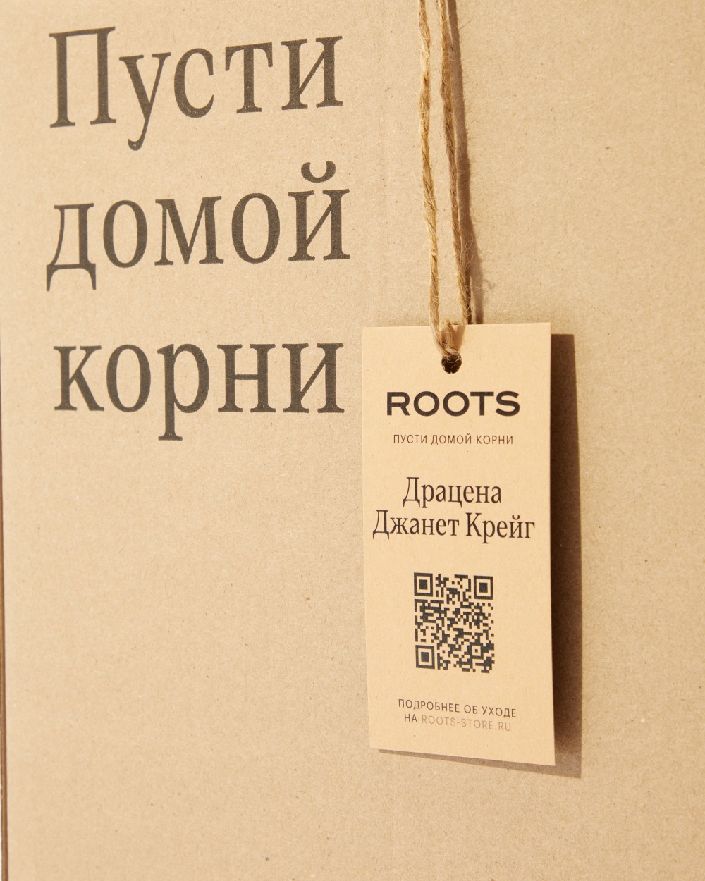 Драцена Джанет Крейг Драцена Джанет Крейг