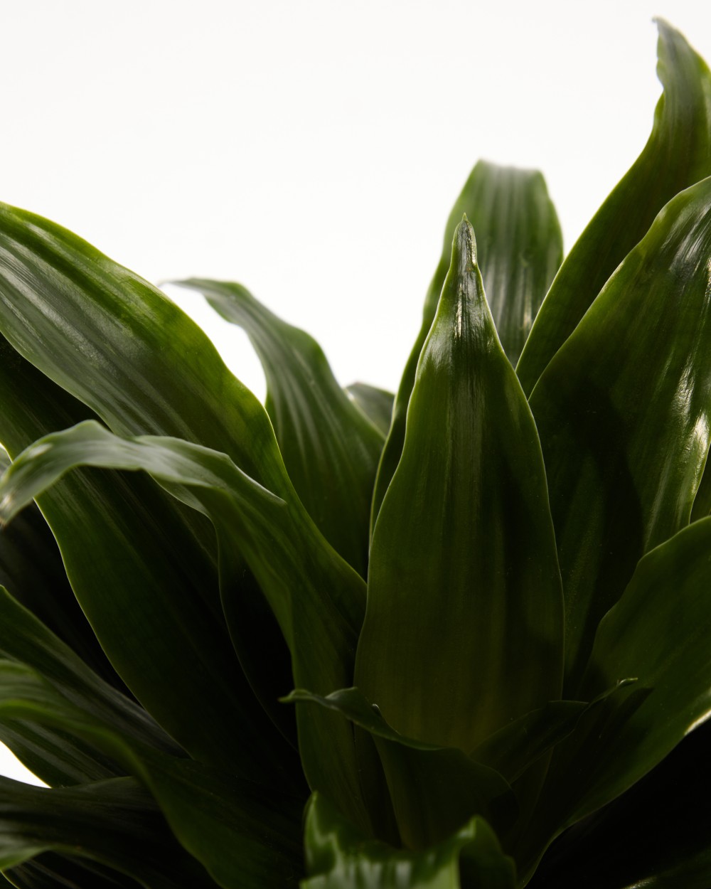 Драцена Джанет Крейг Драцена Джанет Крейг