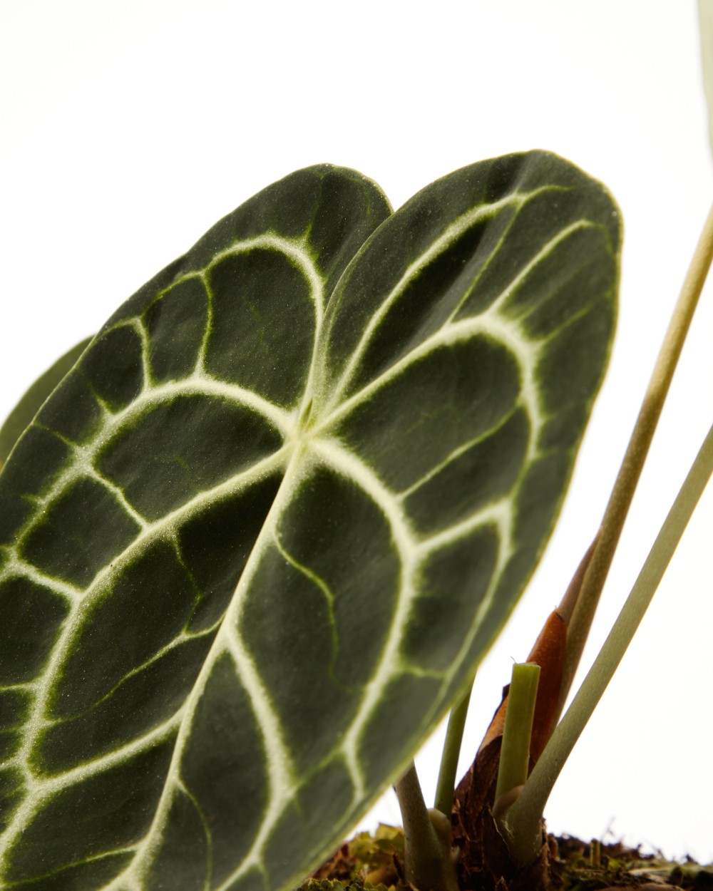 Антуриум Кларинервиум Антуриум Кларинервиум