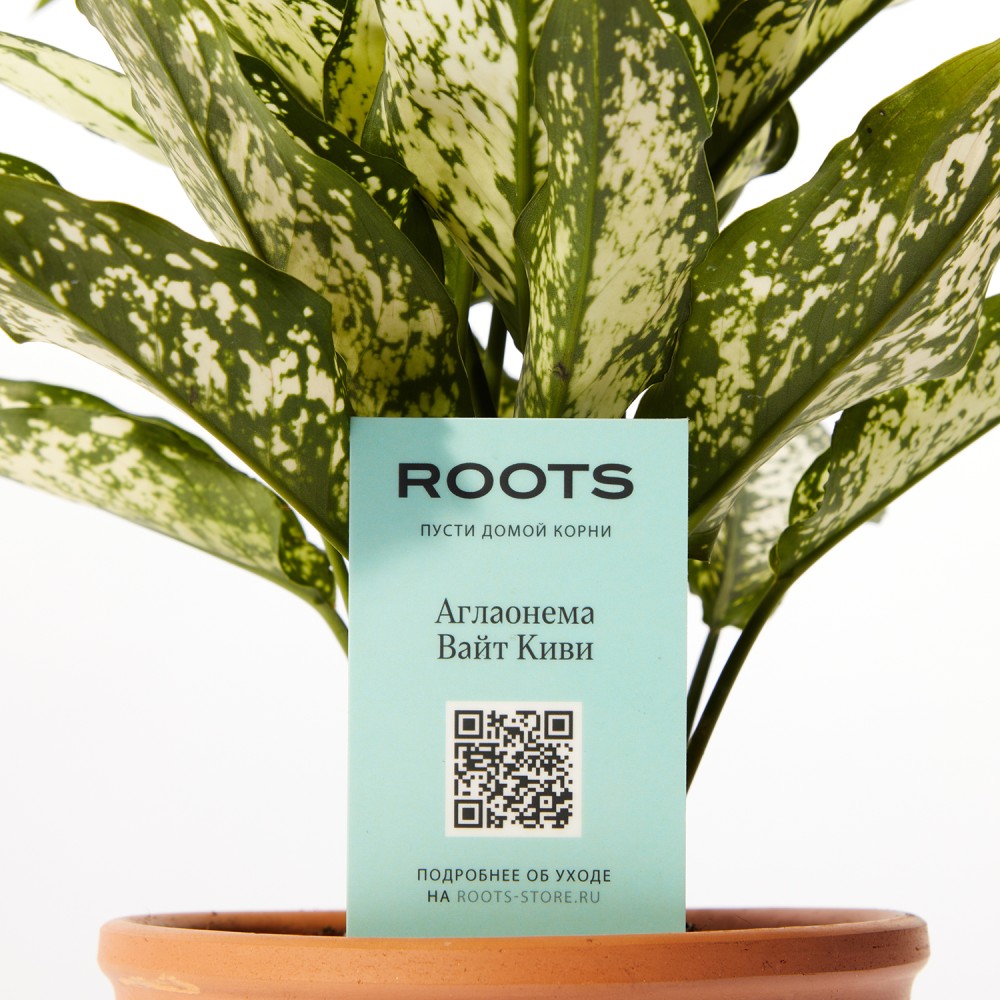 Аглаонема Вайт Киви Аглаонема Вайт Киви