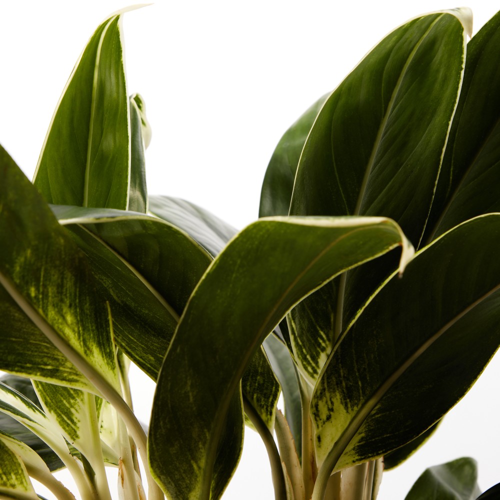 Аглаонема Вайт Лайм Аглаонема Вайт Лайм