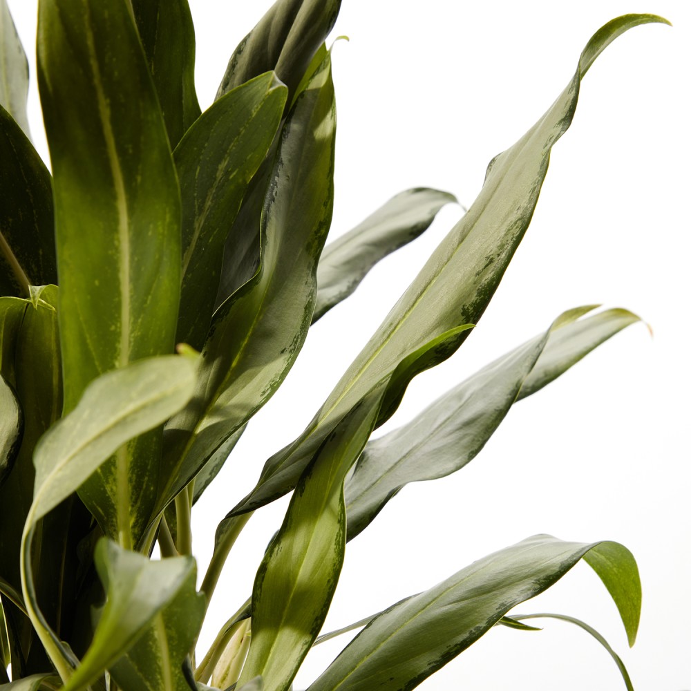 Аглаонема Вайт Ленс Аглаонема Вайт Ленс