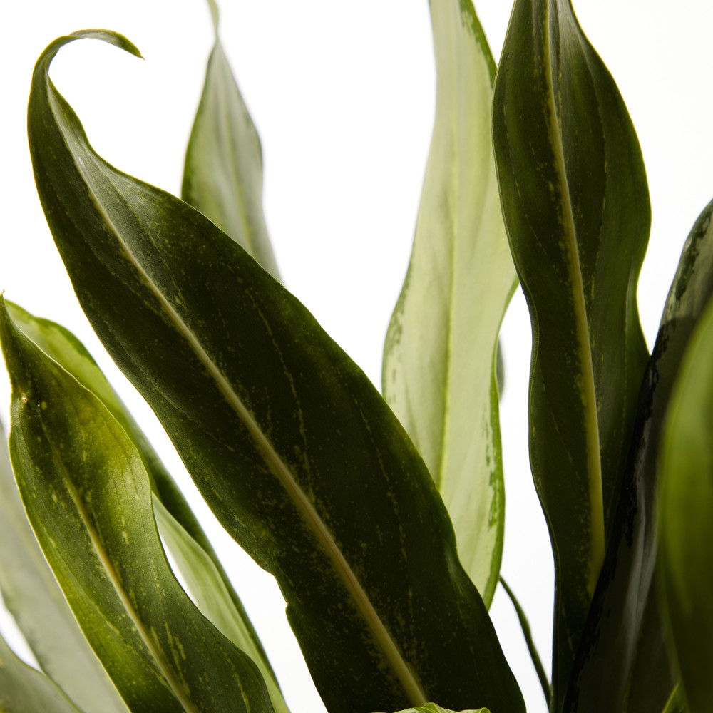 Аглаонема Вайт Ленс Аглаонема Вайт Ленс