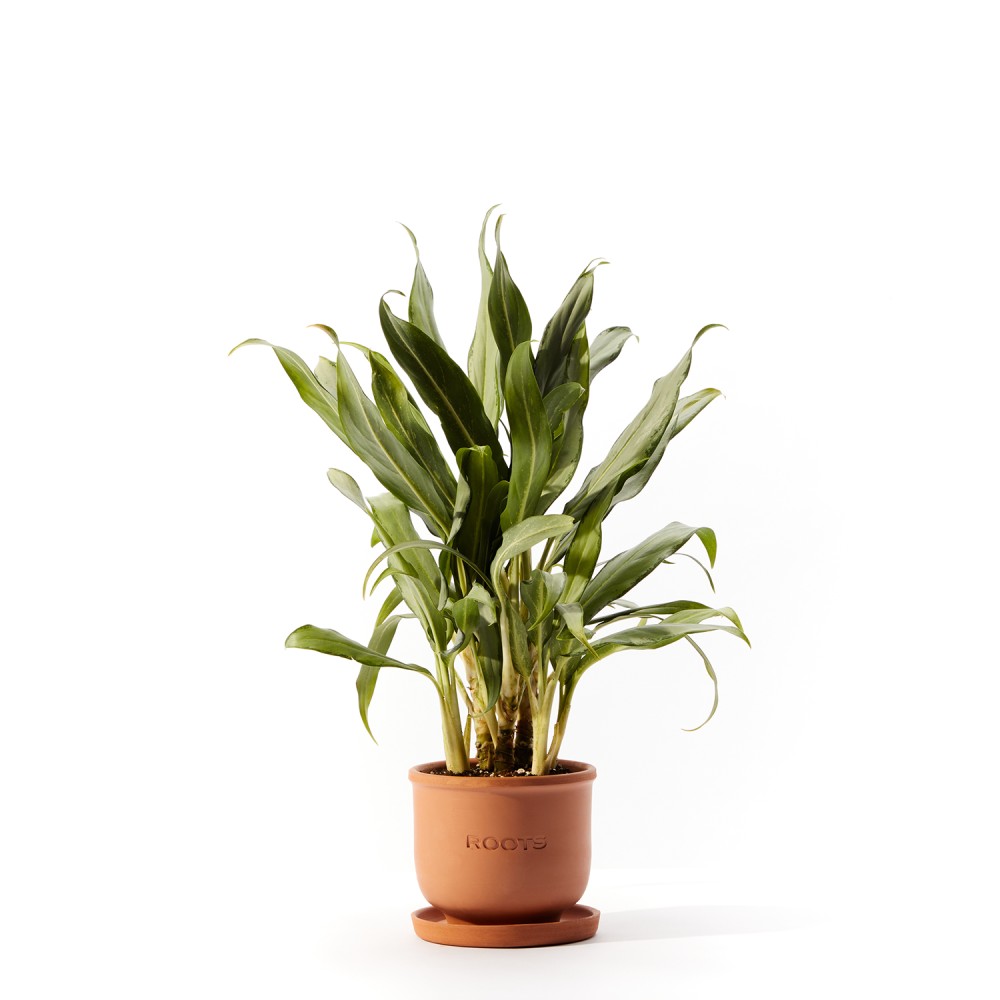 Аглаонема Вайт Ленс Аглаонема Вайт Ленс