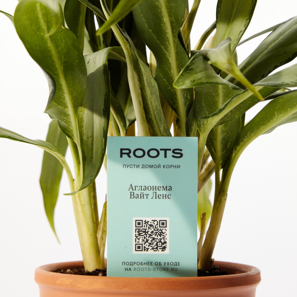 Аглаонема Вайт Ленс Аглаонема Вайт Ленс