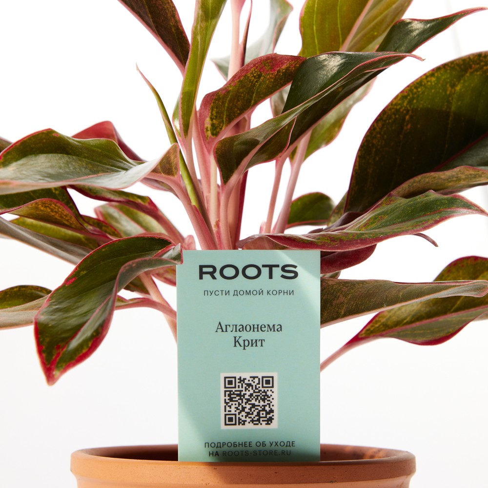 Аглаонема Крит