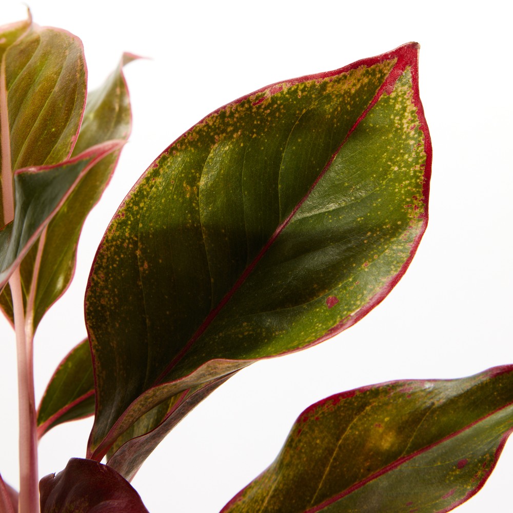 Аглаонема Крит