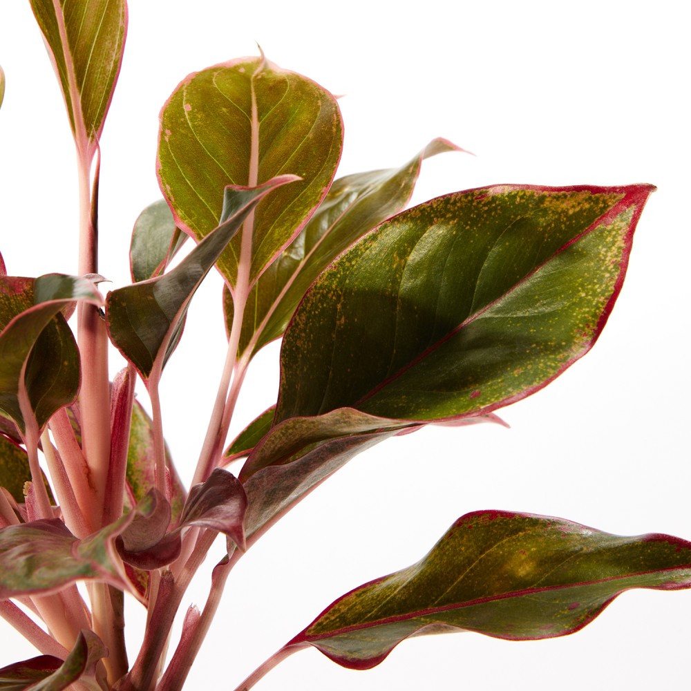 Аглаонема Крит