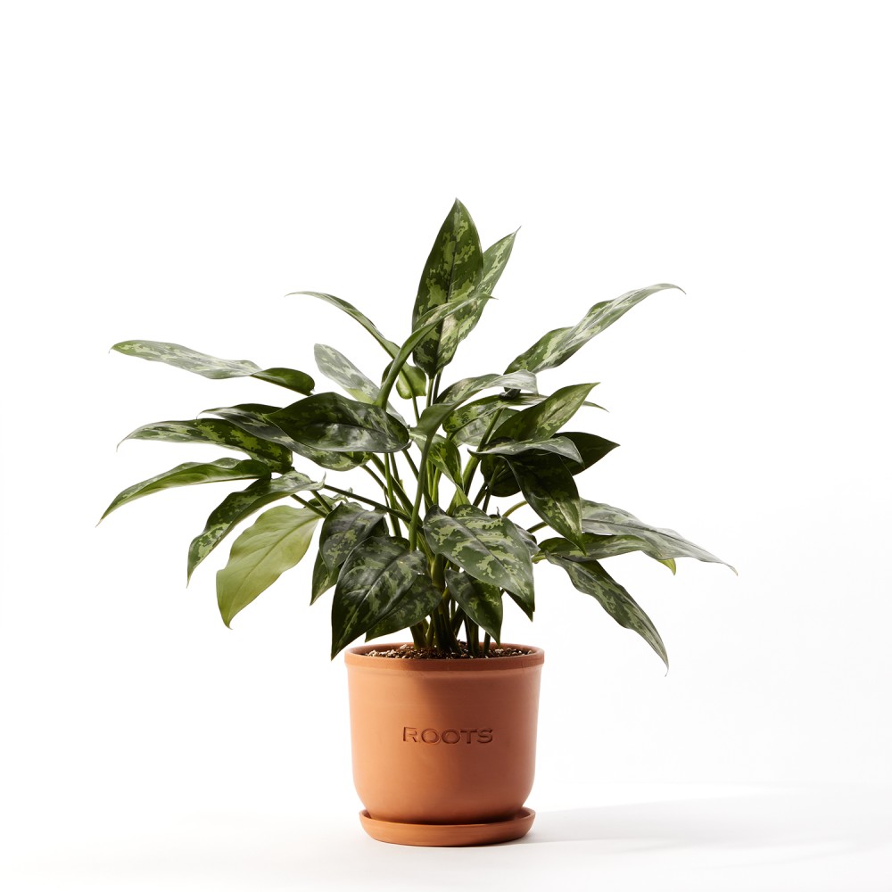 Аглаонема Мария Аглаонема Мария